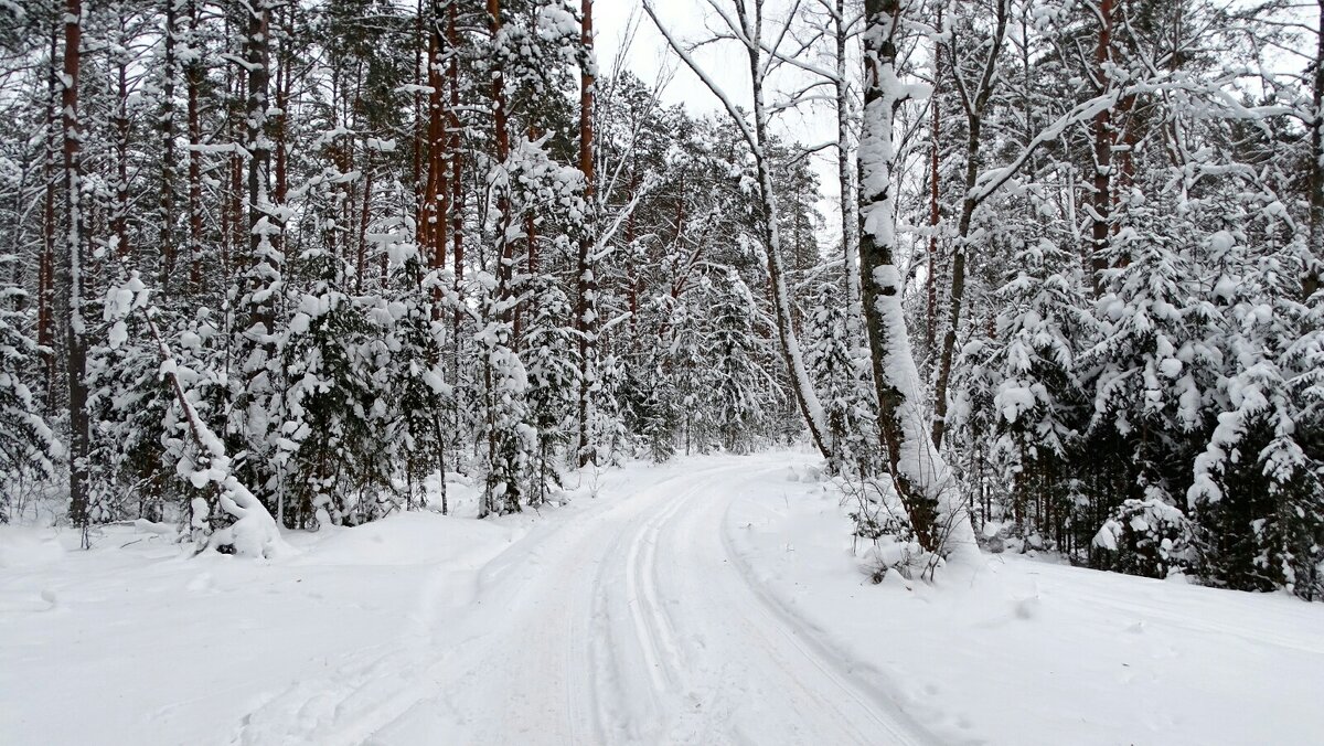 Зимний лес (репортаж из поездок по области). - Милешкин Владимир Алексеевич 