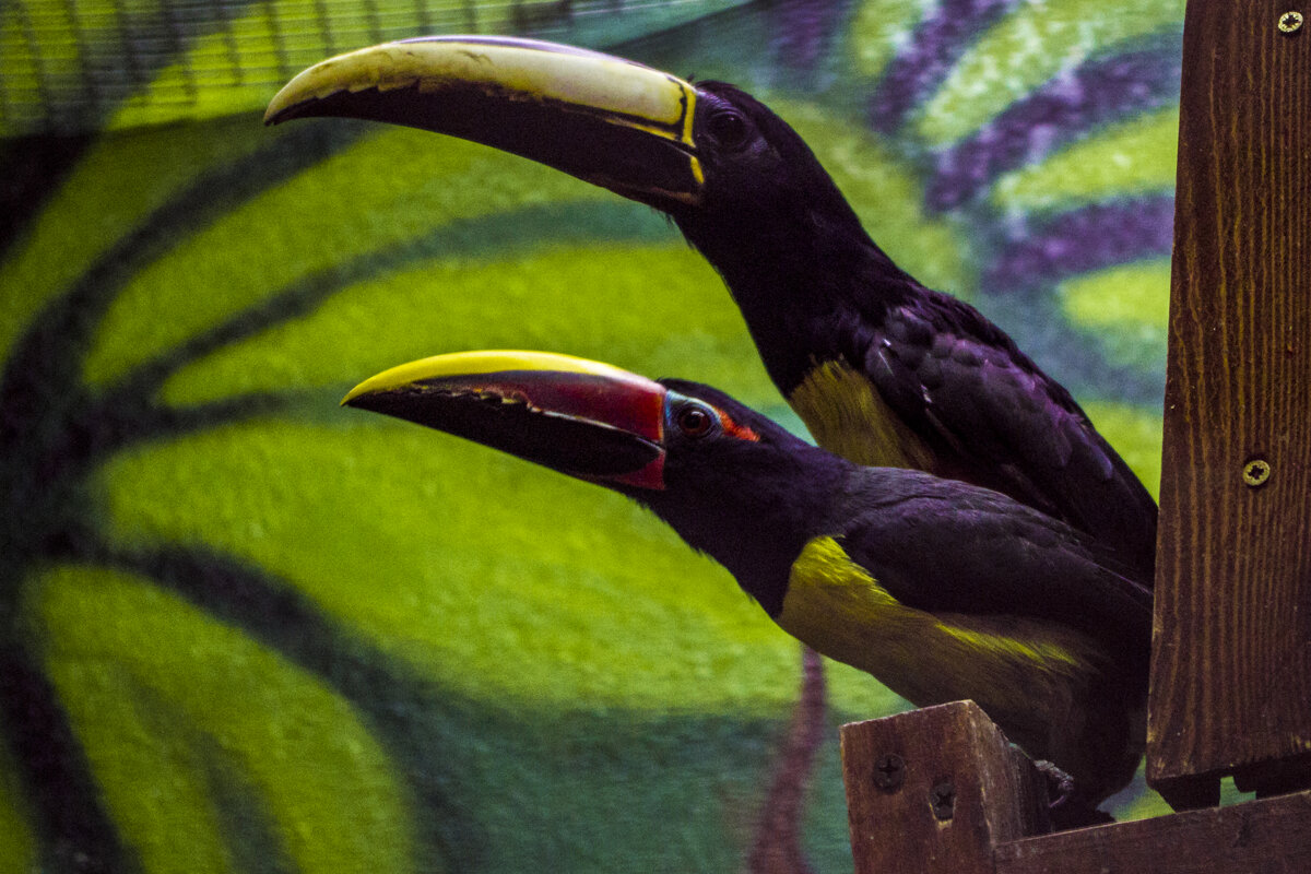 Какие это Птицы - Владимир Максимов