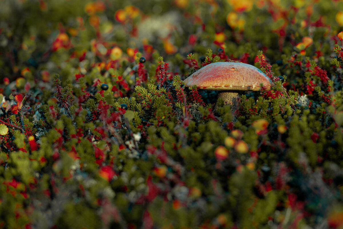 Краски Заполярья - Андрей C