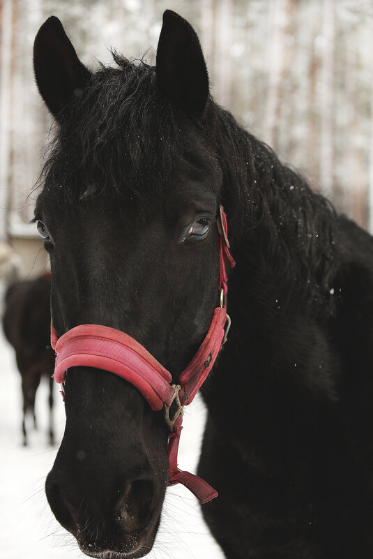 Гурзуф - Кристина Щукина