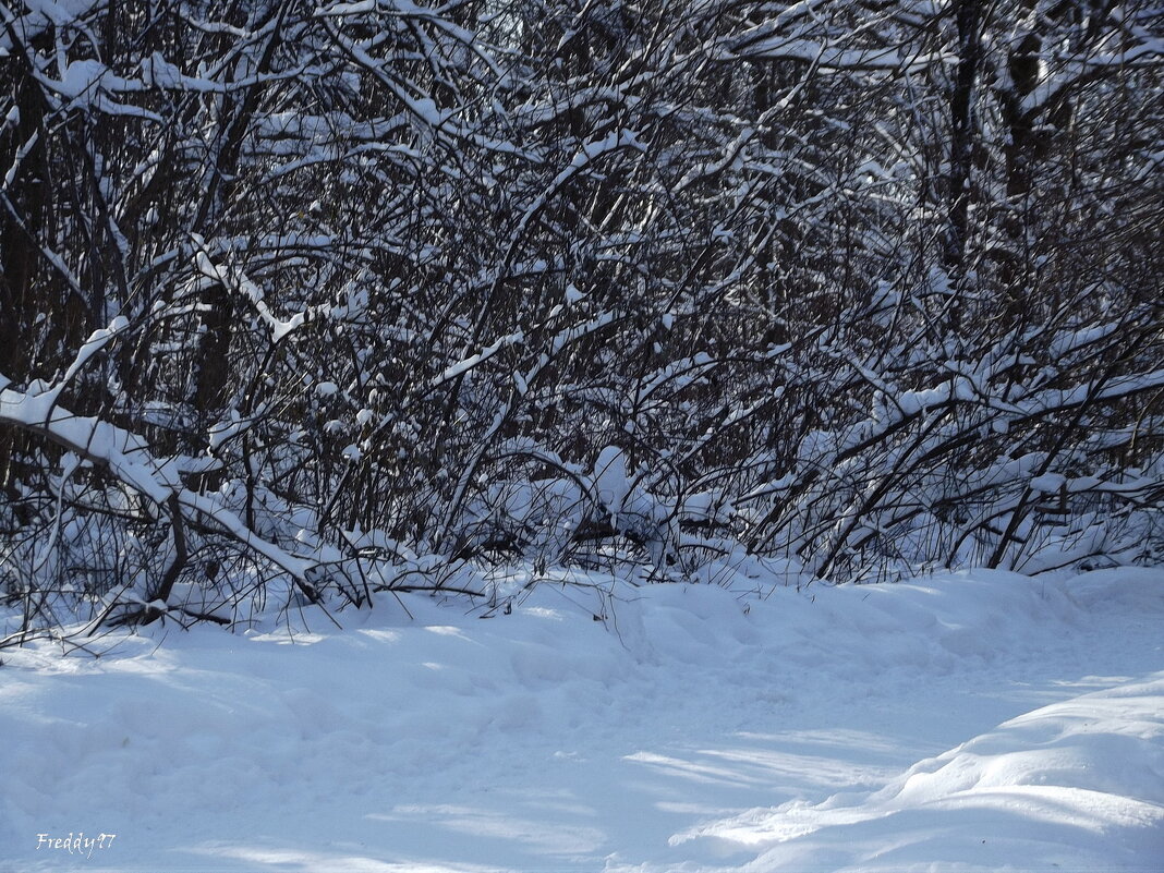 Прогулка в парке... - Freddy 97