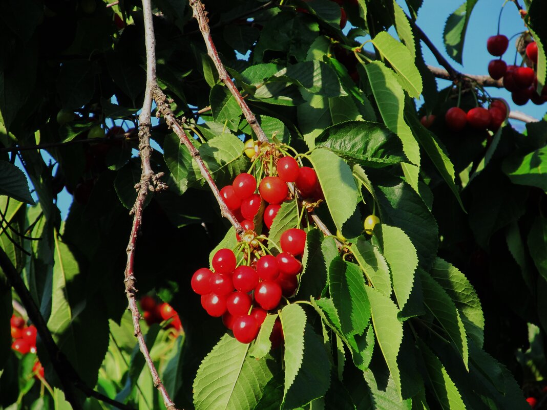 созрела вишня - Елена Шаламова созрела вишня - Елена Шаламова