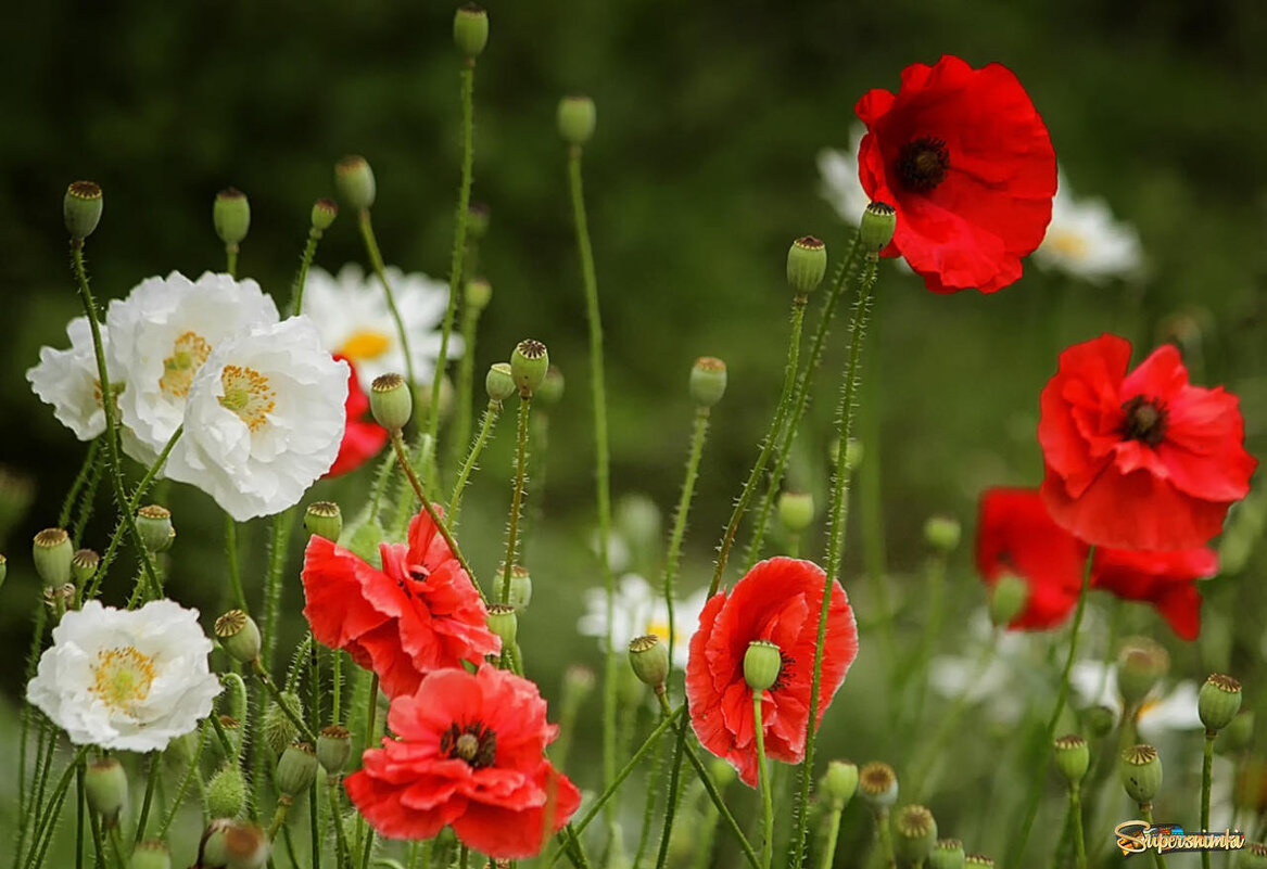 Танцующие на ветру - елена беликова