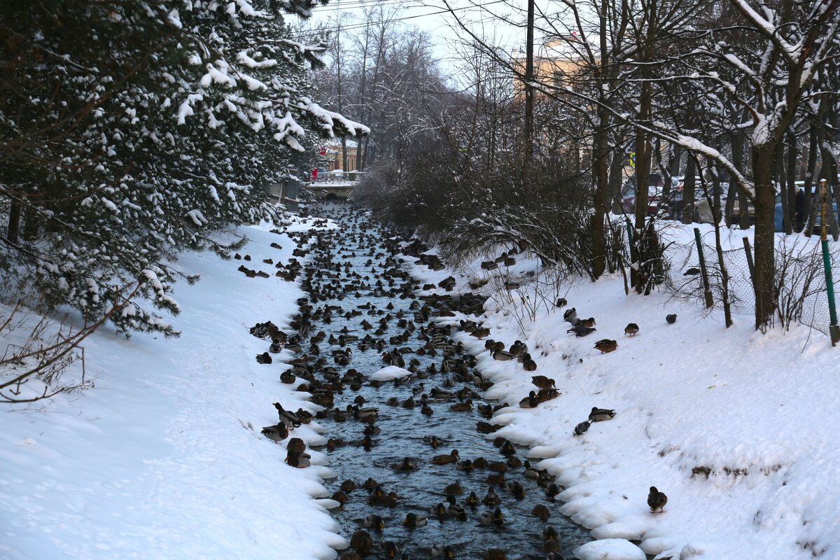 Утки на канале - Танзиля Завьялова Утки на канале - Танзиля Завьялова