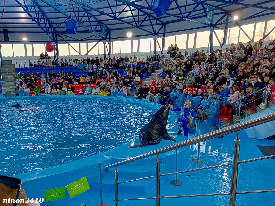 Адлер. Сочи Парк... шоу дельфинов и морских львов - Нина Бутко