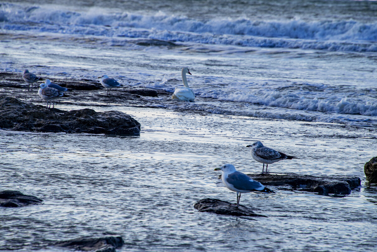 Каспий - Анатолий Чикчирный