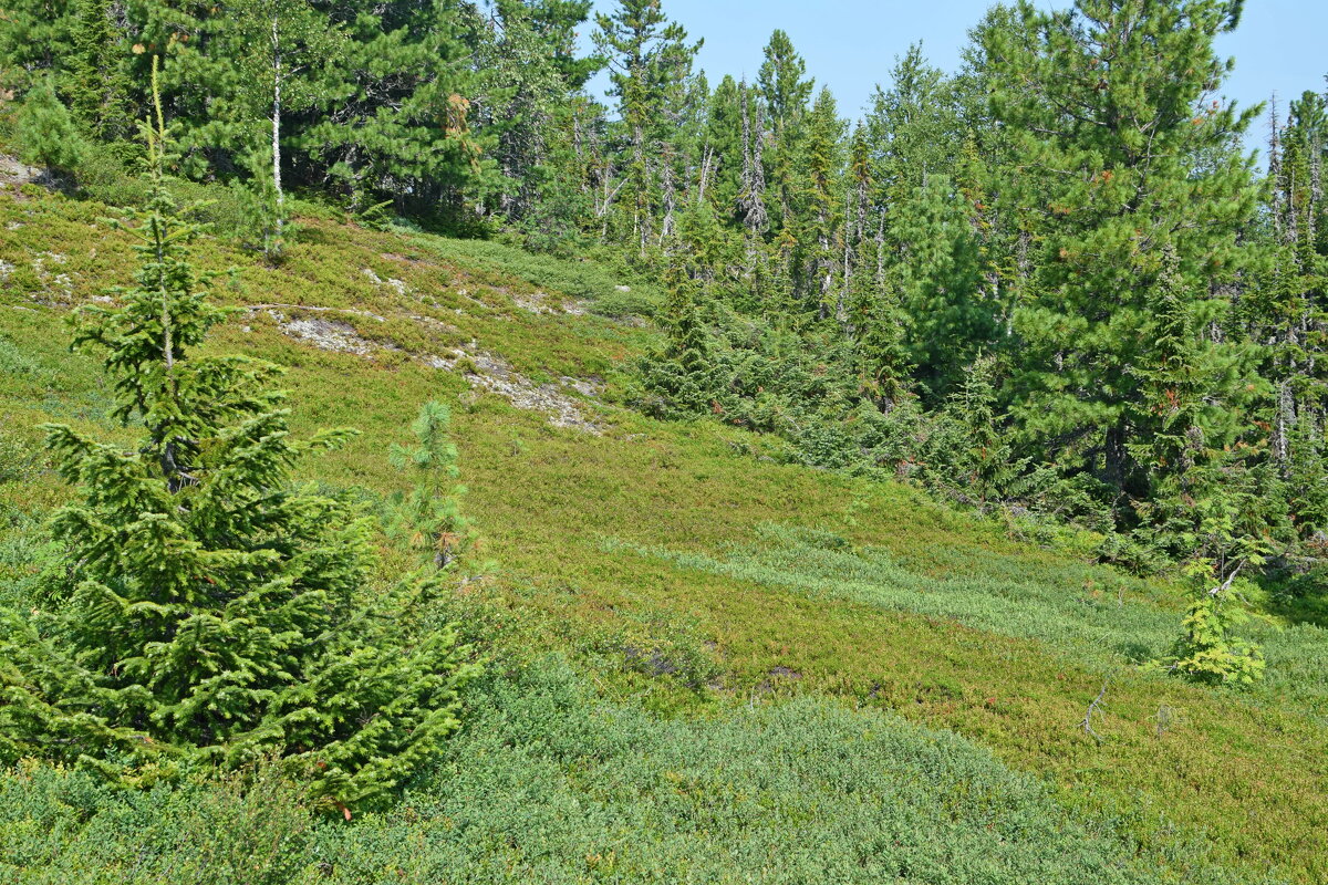 Выходим из леса. - ВикТор Быстров