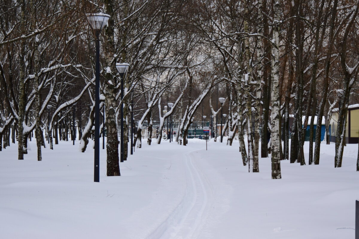 Лыжня. - Наталья Вязигина