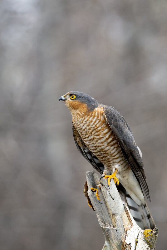 Изготовка - Валерий Черняк
