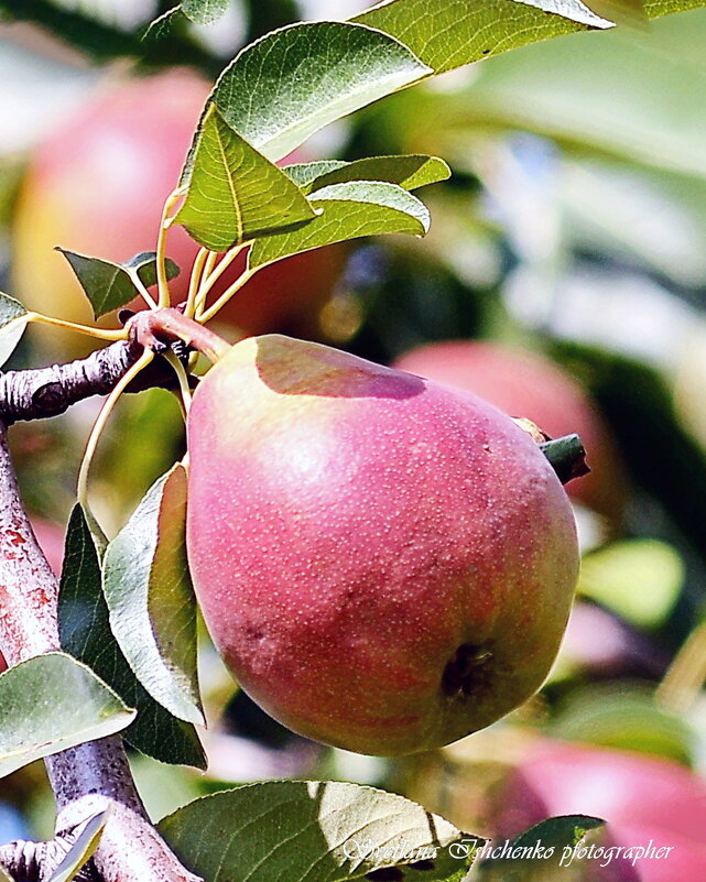 Осенние дары природы. - Светлана Ищенко