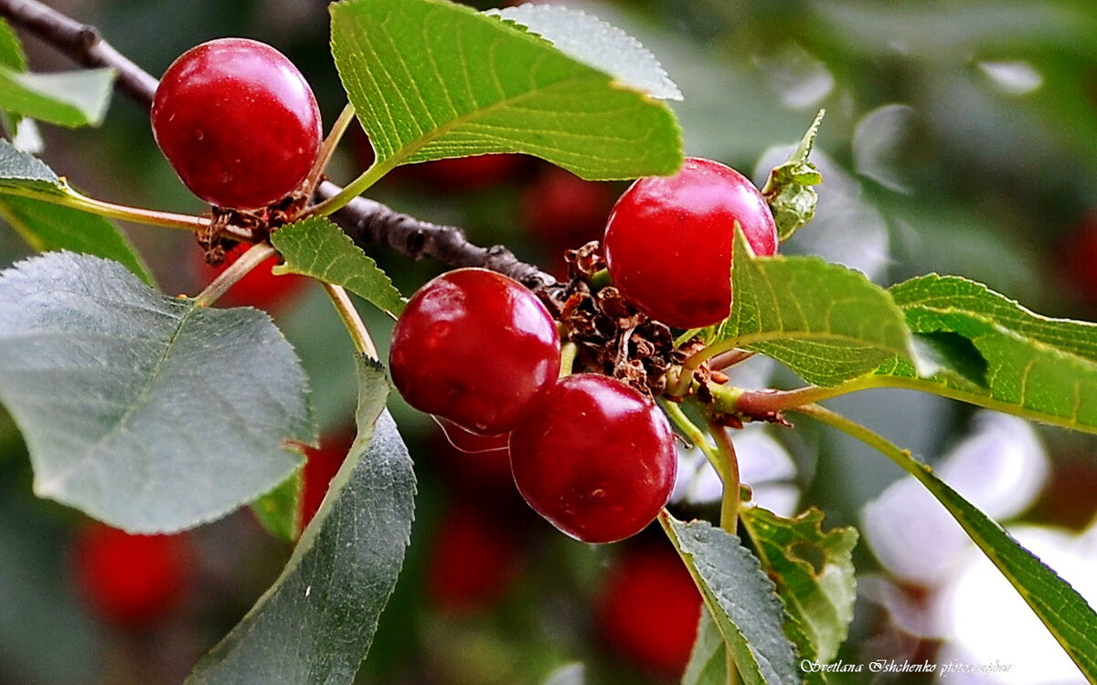 Вишня обыкновенная. - Светлана Ищенко