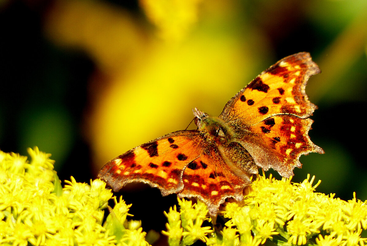 опять про бабочек...297 - Александр Прокудин