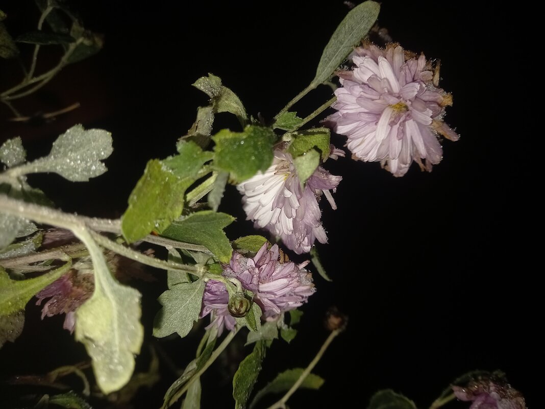 Хризантема - Сапсан 