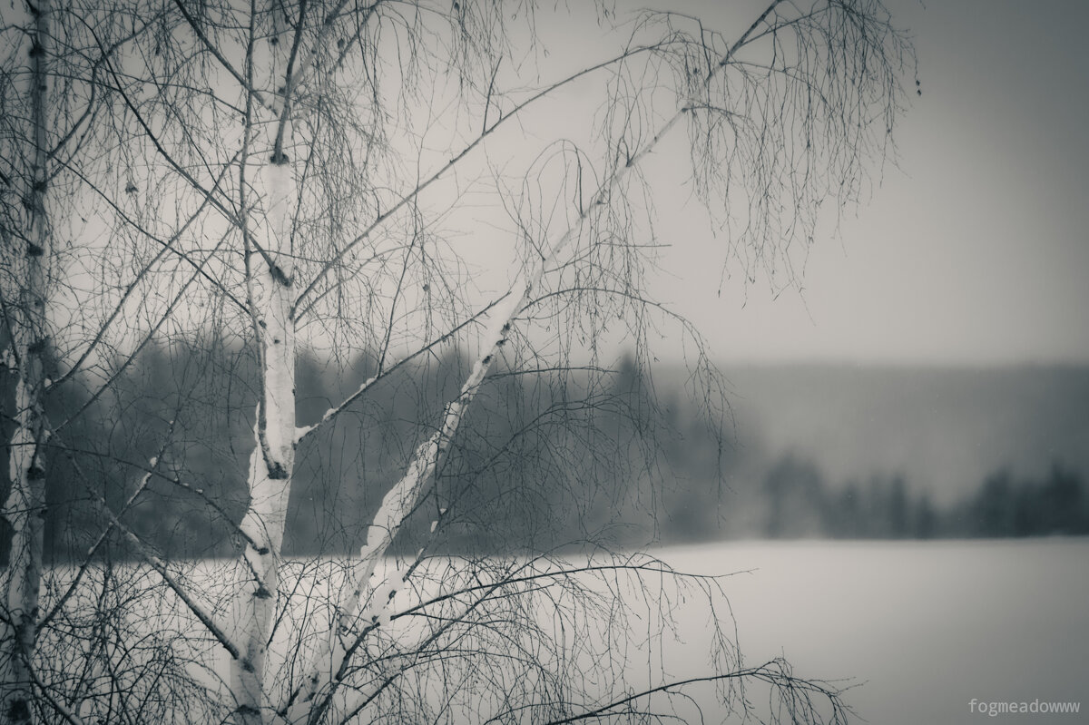 береза - fogmeadowww m береза - fogmeadowww m