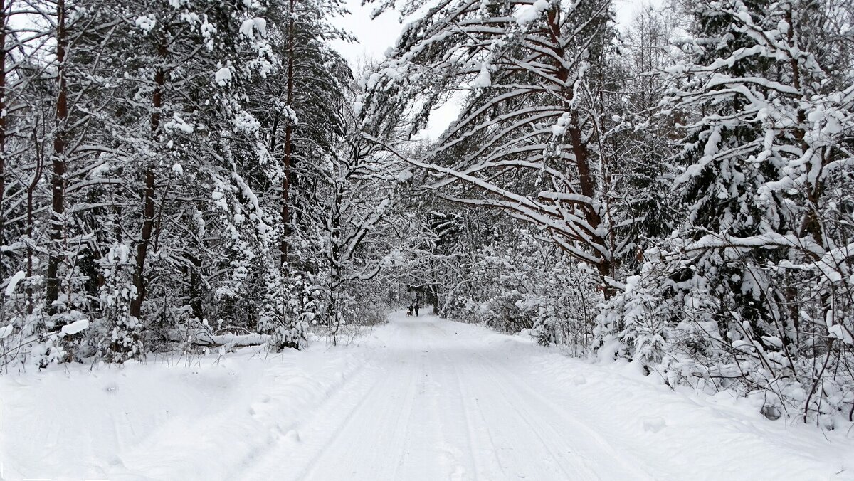 Снежная зима в начале января. - Милешкин Владимир Алексеевич 