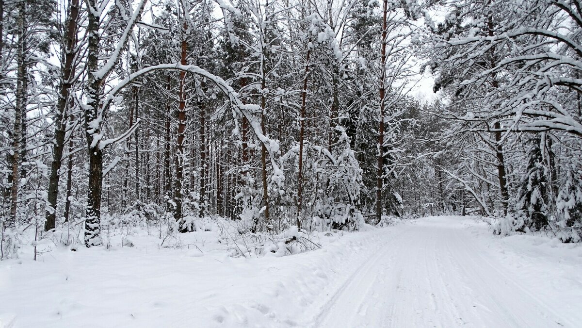 Про смоленскую зиму. - Милешкин Владимир Алексеевич 