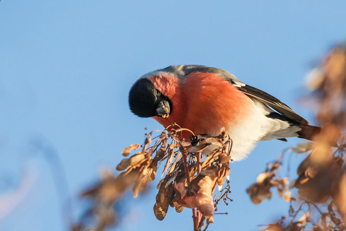 Снегирь - SanSan 