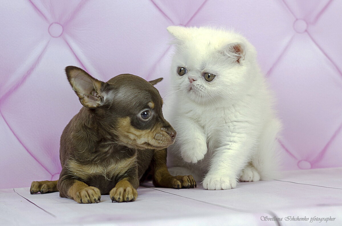 Сладкая парочка - Светлана Ищенко Сладкая парочка - Светлана Ищенко