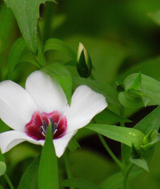 Ленок. - nadyasilyuk Вознюк