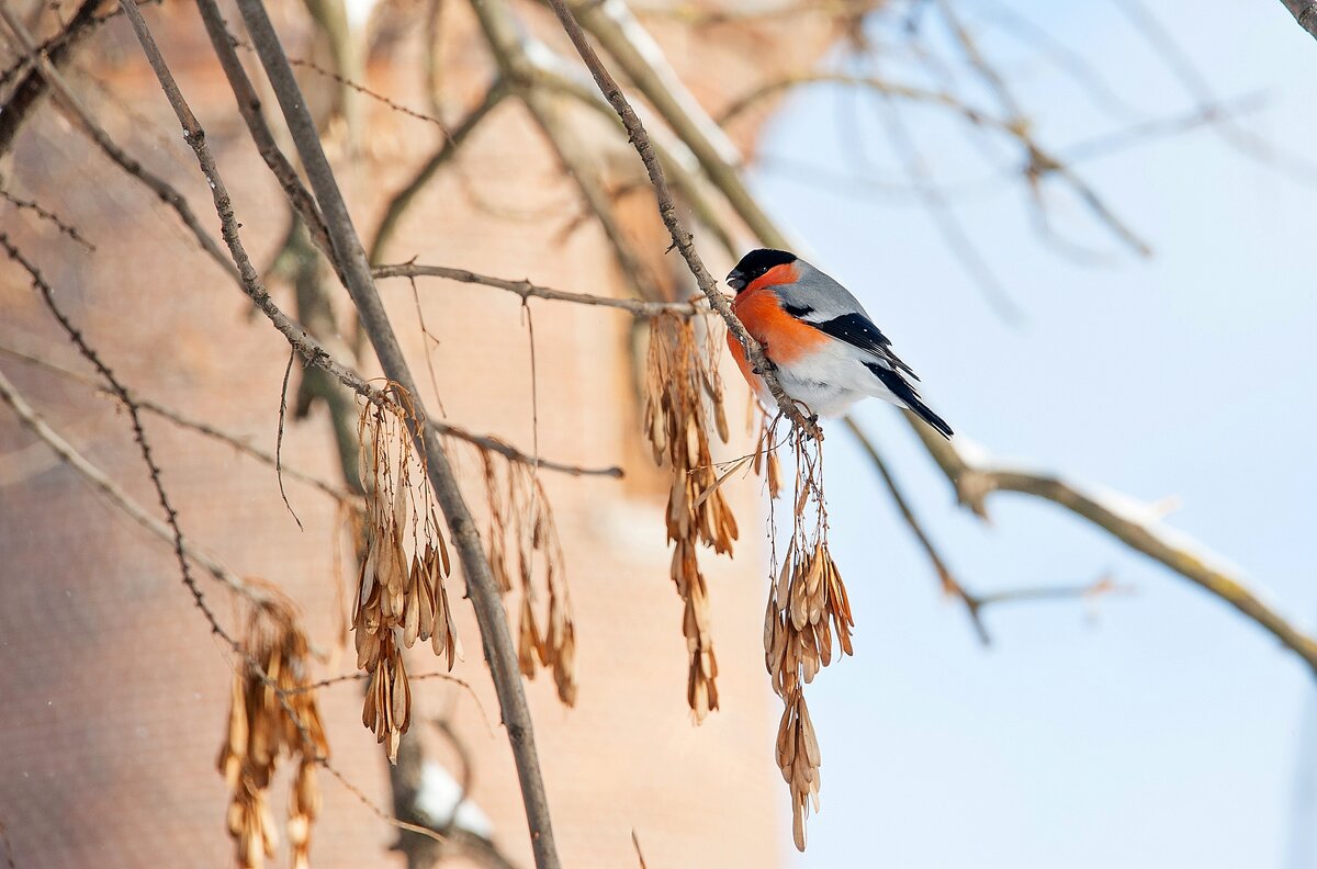 Снегирёк - Валерий Иванович