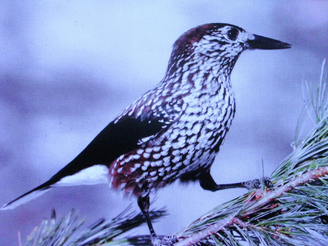 Кедровка ищет еду - Людмила Смородинская Кедровка ищет еду - Людмила Смородинская