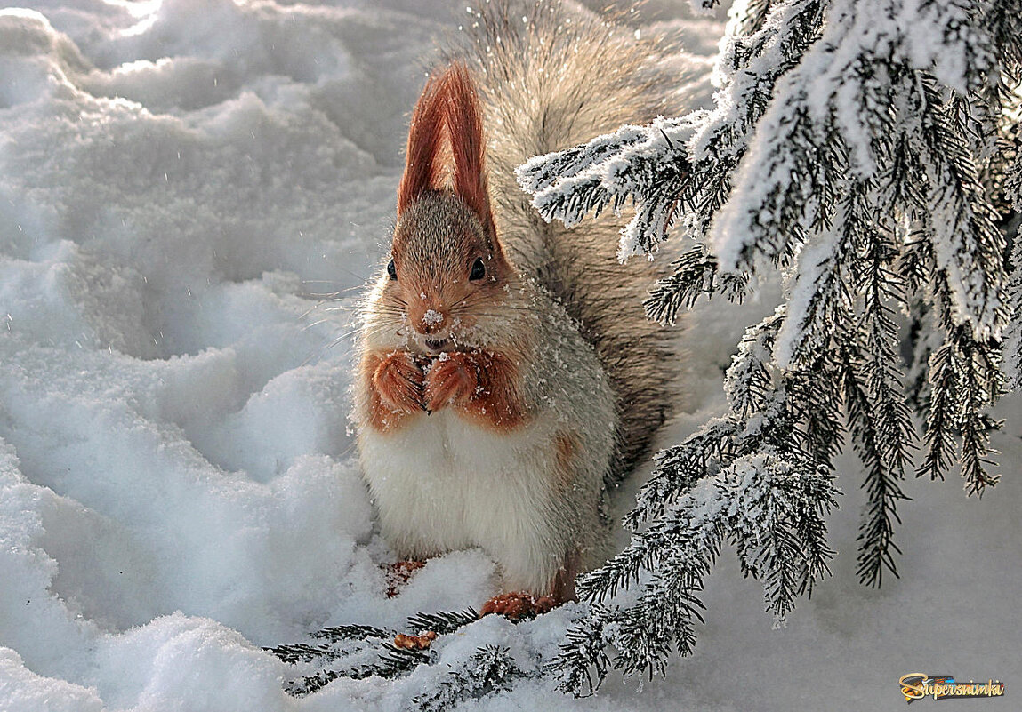 Снегурочка в беличьей шубке - елена беликова