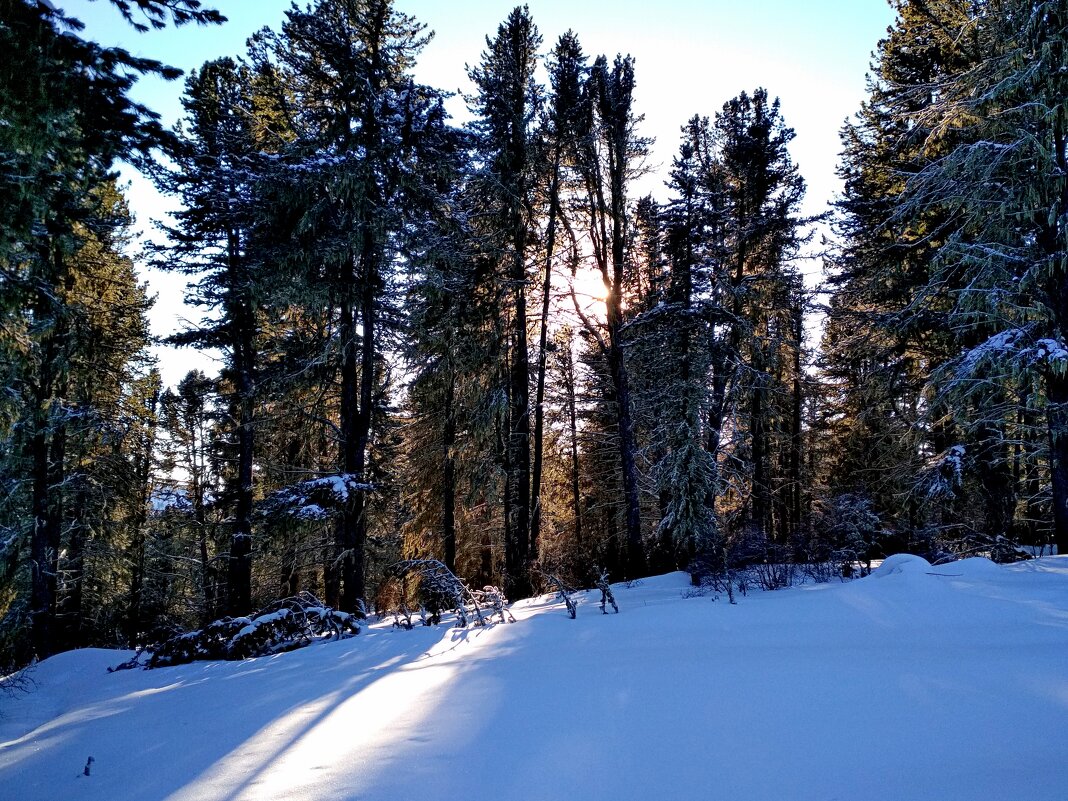 Тайга Семинского перевала. Величественные кедры - Татьяна Лютаева