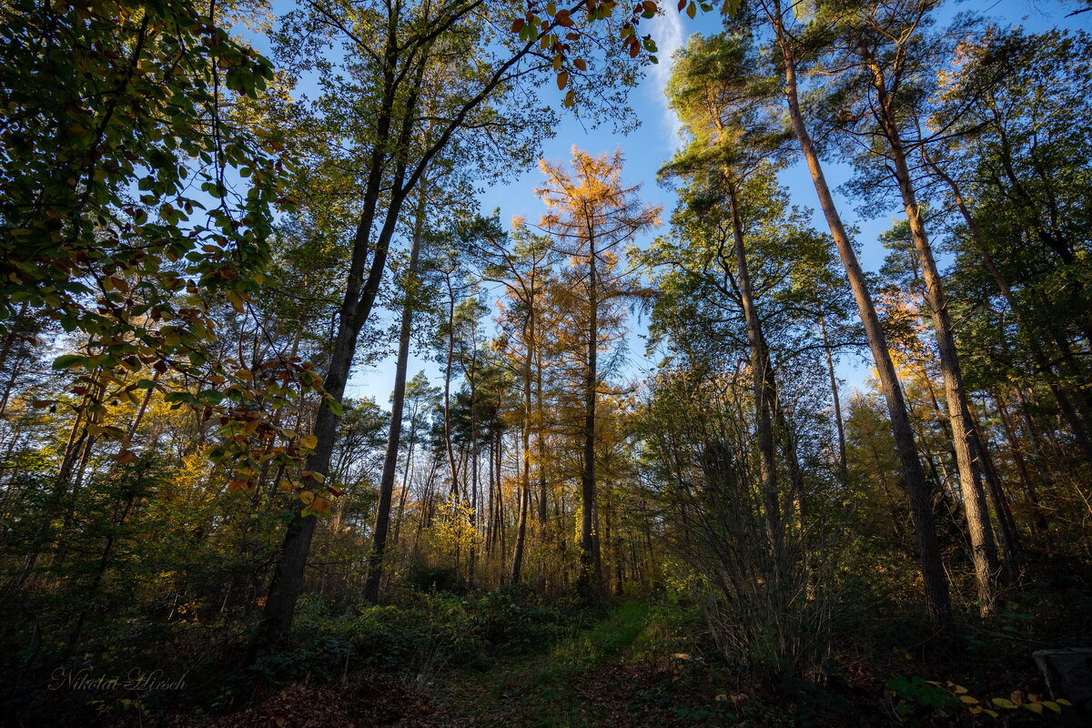 Осень в лесу... - Николай Гирш Осень в лесу... - Николай Гирш