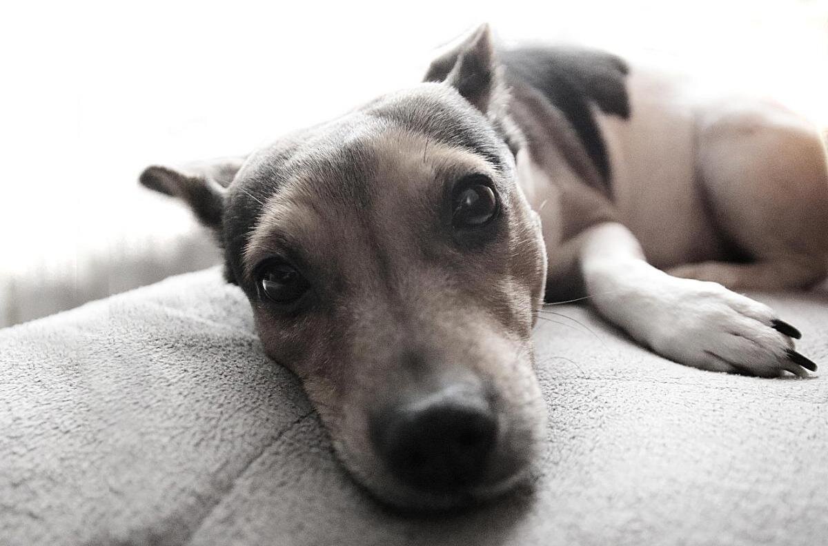 Подруга - Николай Семёнов