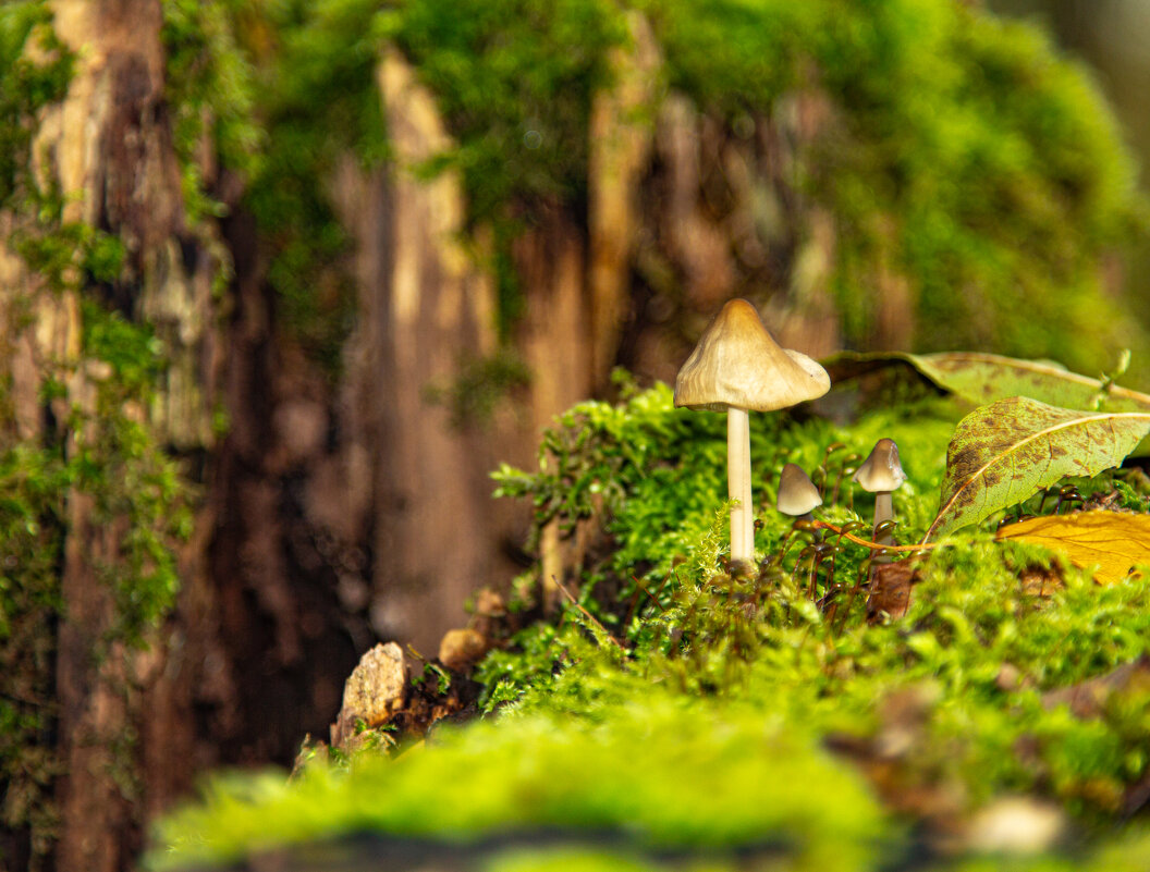 мох - Владимир Федоров