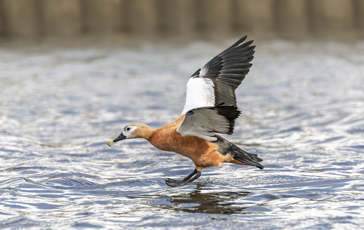 огарь в полете. - юрий макаров