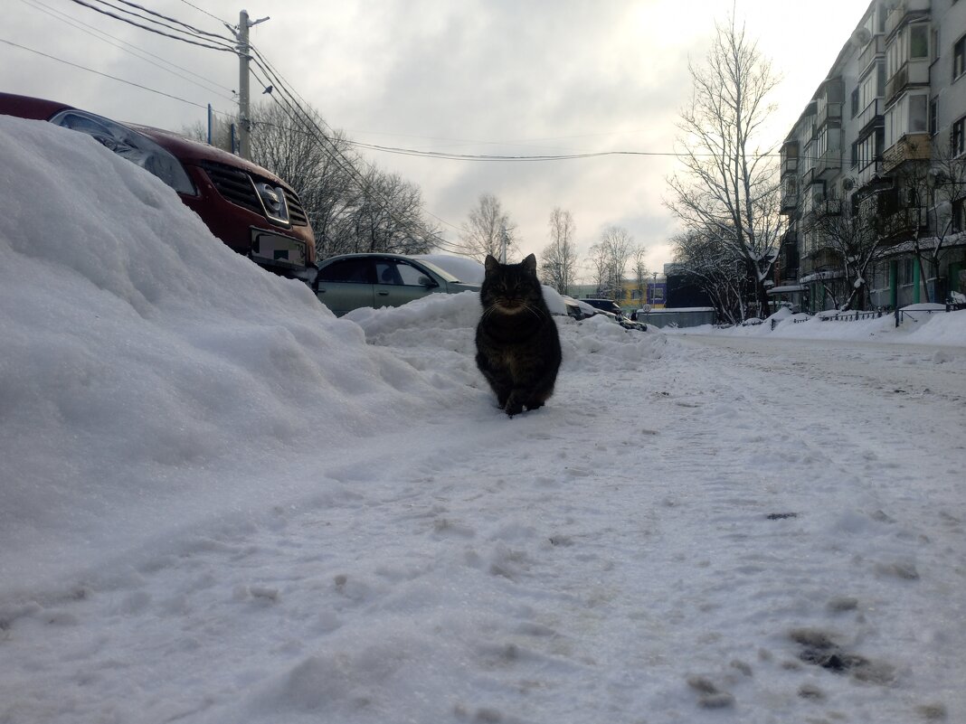 Просто добрый кот - Александр Вадимович Crew smail