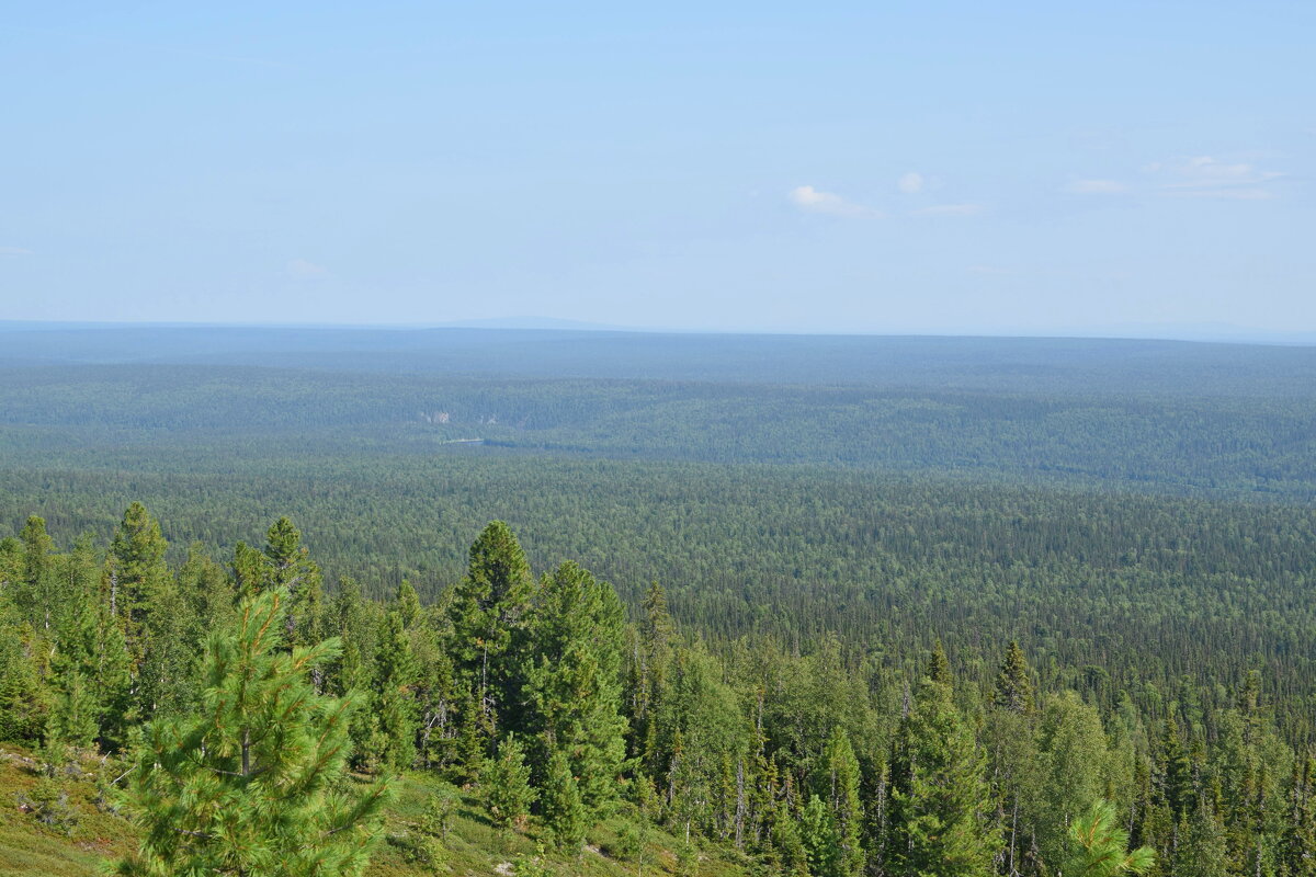Лес позади. - ВикТор Быстров Лес позади. - ВикТор Быстров