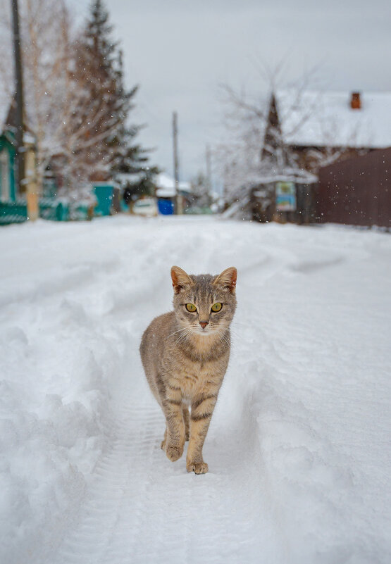 Кошка на снегу - Павел Крутенко