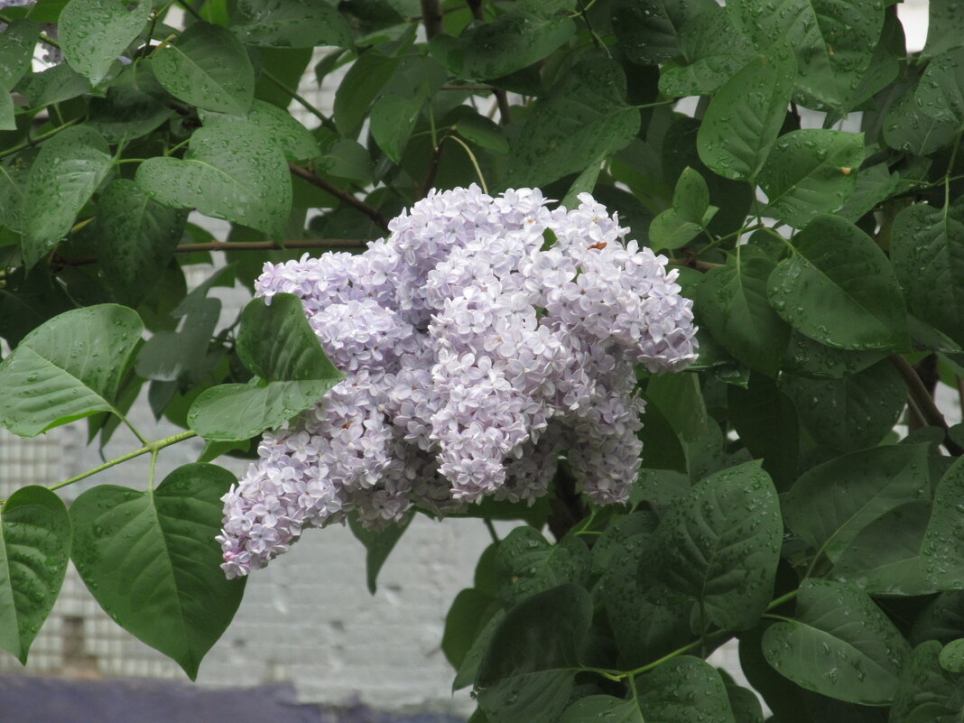 сиреневый май - Елена Шаламова