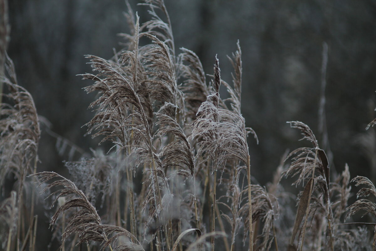 В инее - Вячеслав Крысанов