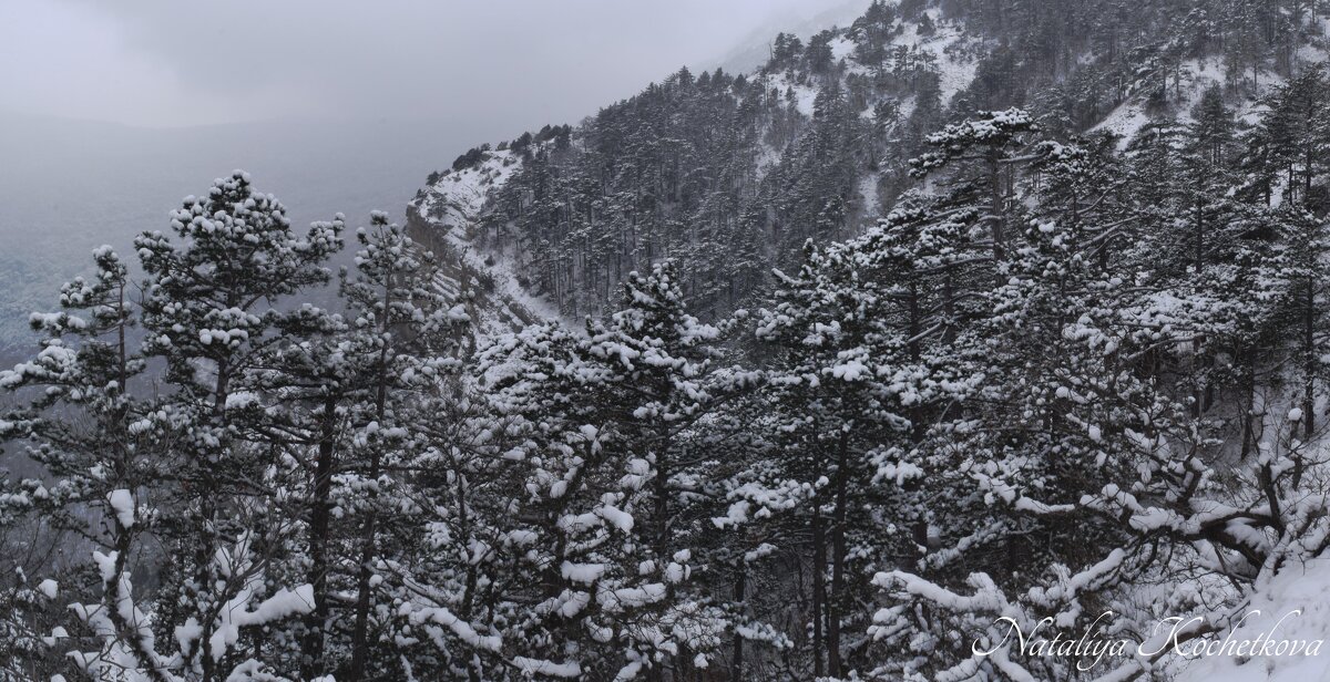 Природа Крыма - Amazing Cosmea