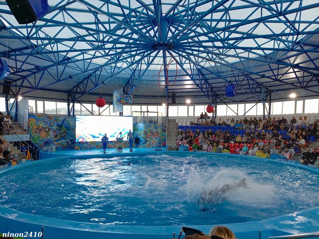 Адлер. Сочи Парк... шоу дельфинов - Нина Бутко
