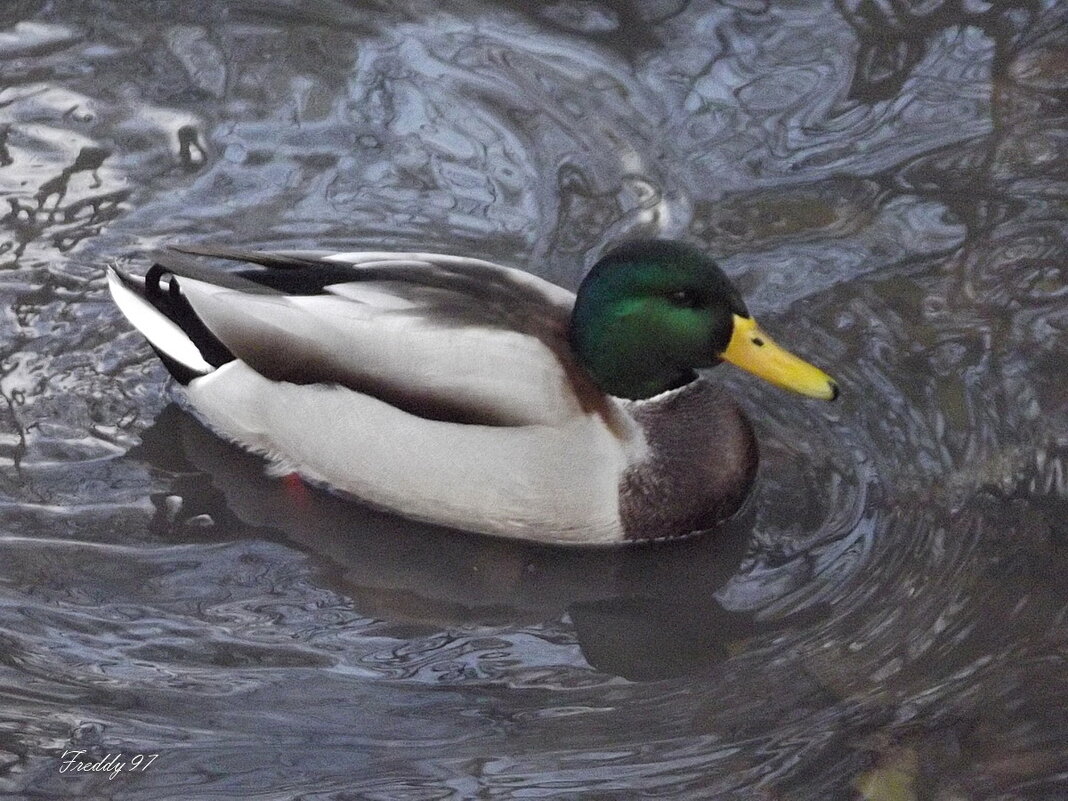 Селезень - Freddy 97