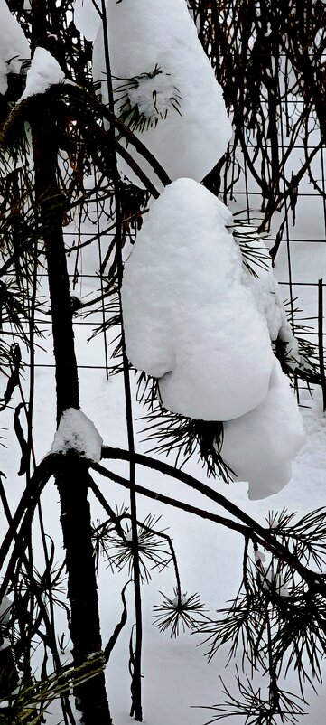 Сосна в теплых снежных рукавицах - Наталия 