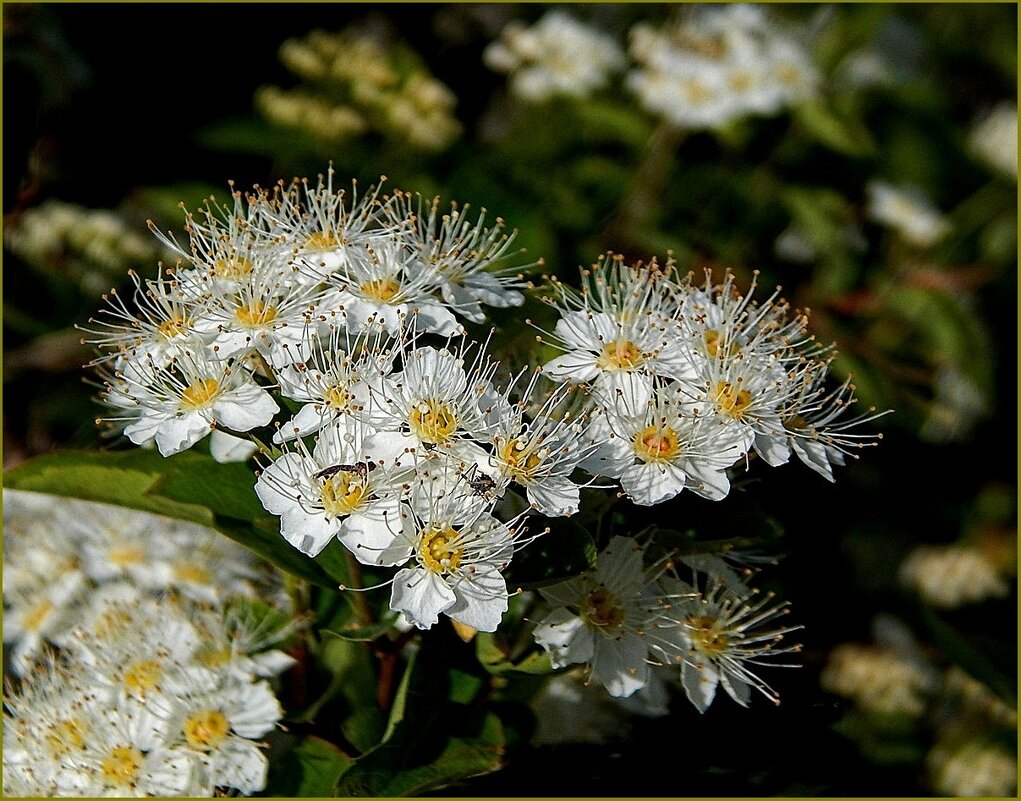 Весенняя красота ... - Валентина Надсон