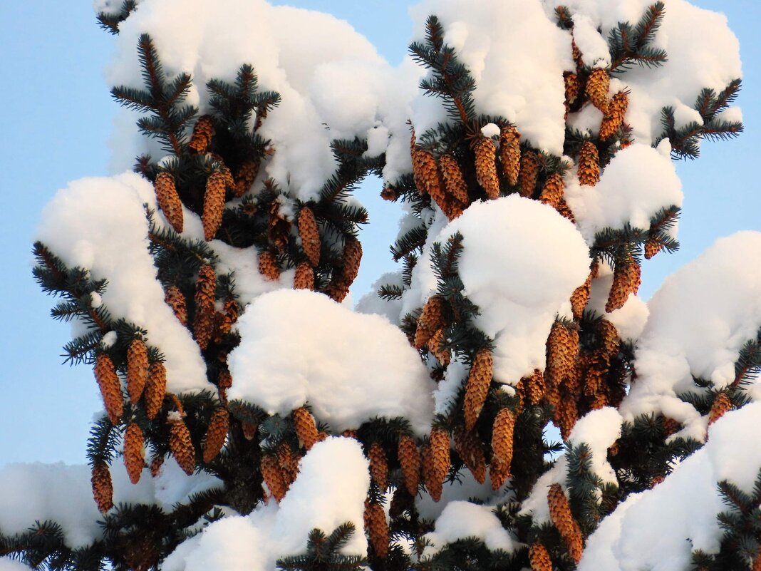 Красота зимней елки ! - Ольга Митрофанова