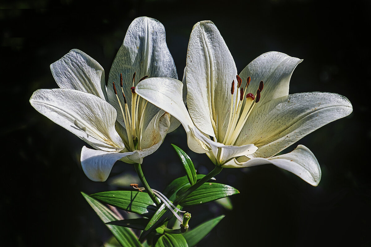 Лилейник. - Александр 