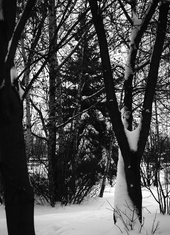 Ель у дома моего. - Василий Палий