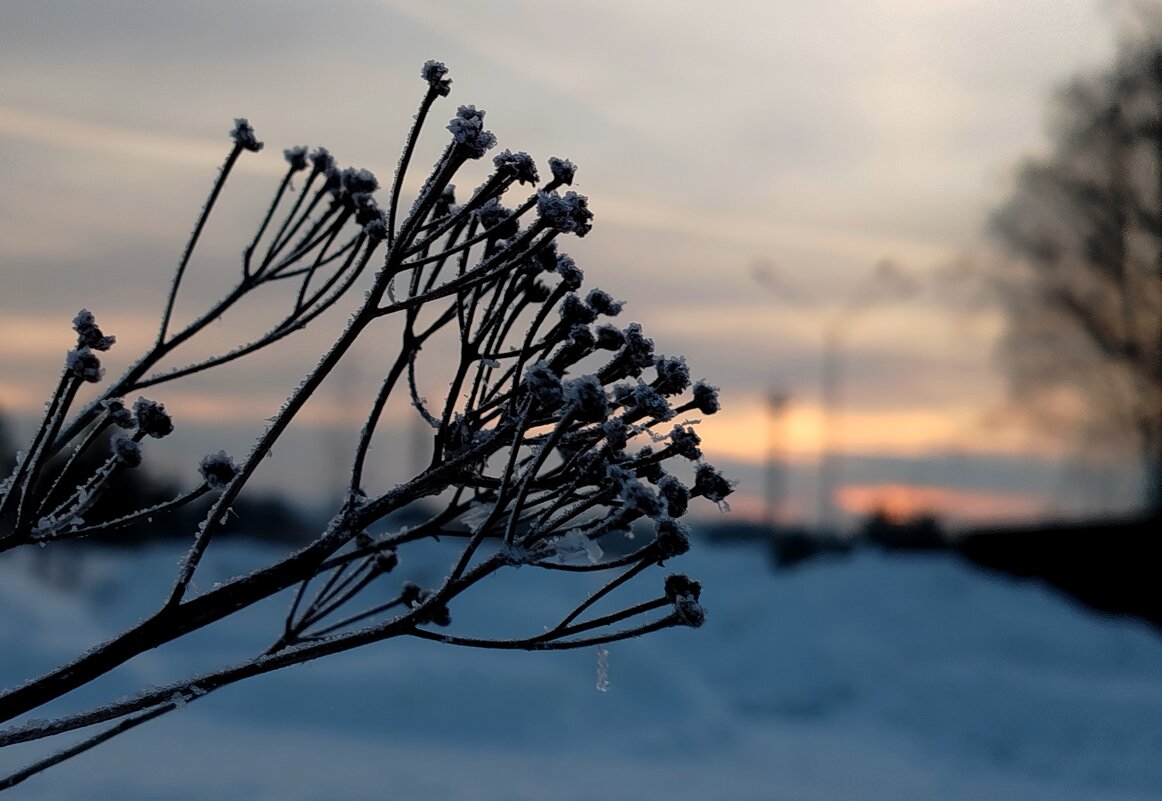 На закате - светлана льдокова