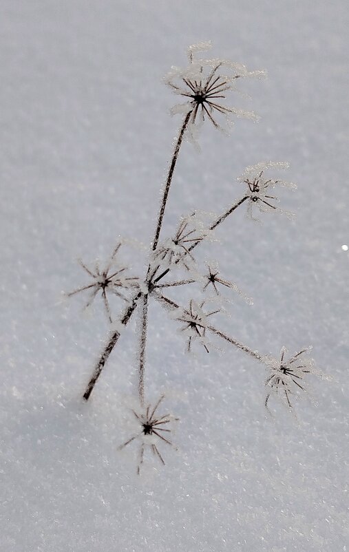 Корзиночка - светлана льдокова