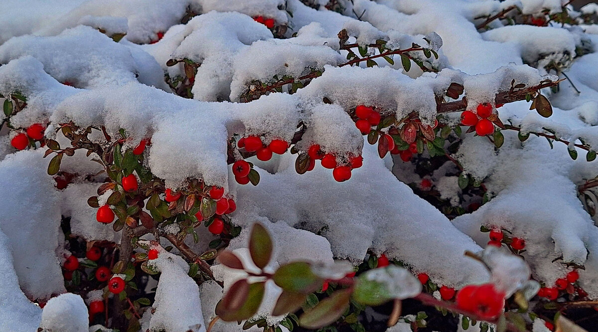 Под белым покрывалом января - Андрей K.