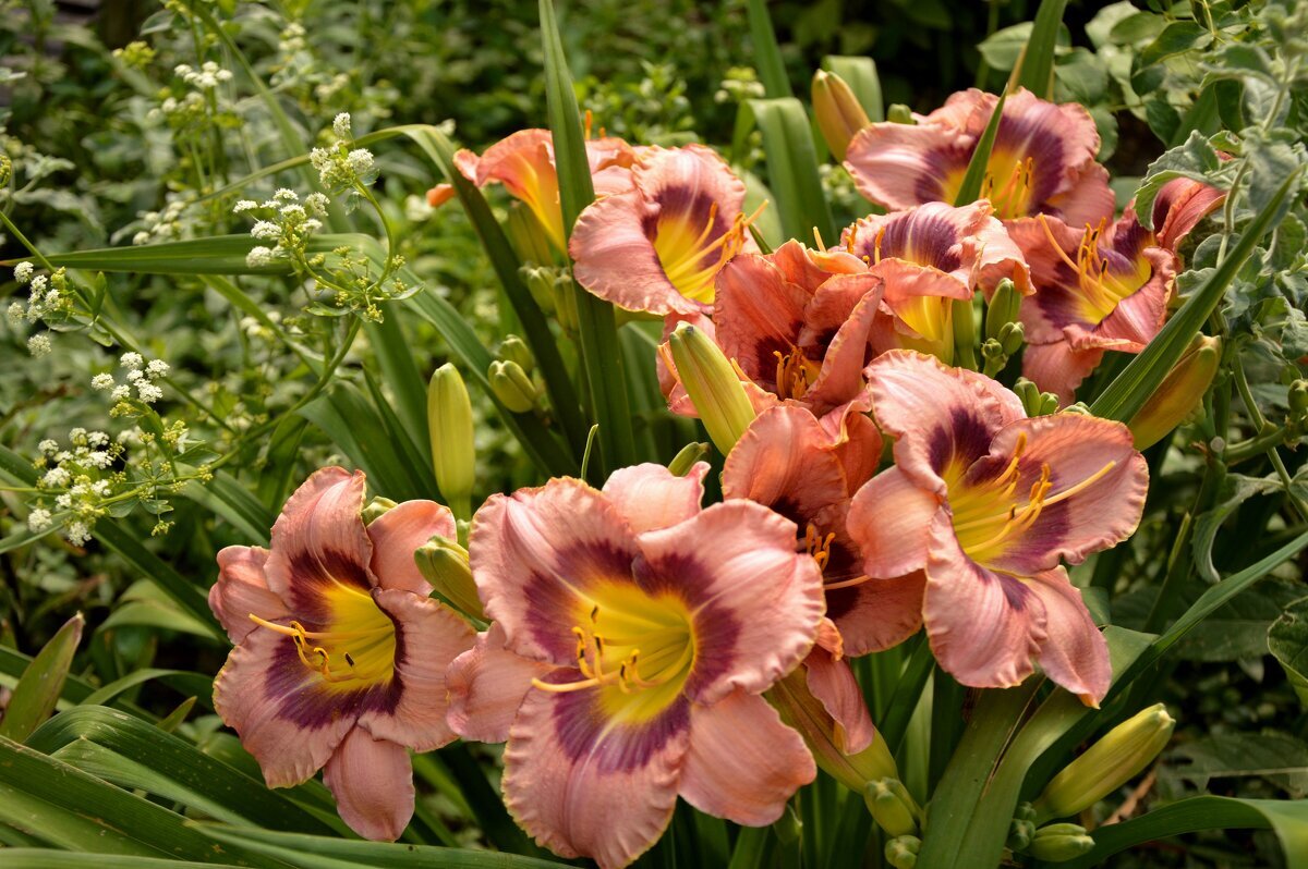 Лилейник - Надежда Куркина Лилейник - Надежда Куркина