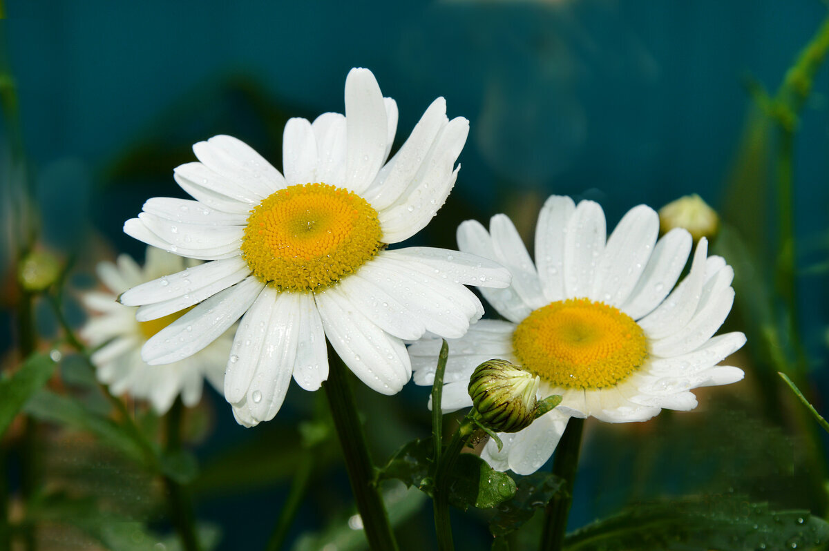 Желтоглазые ромашки... - Надежда Куркина 