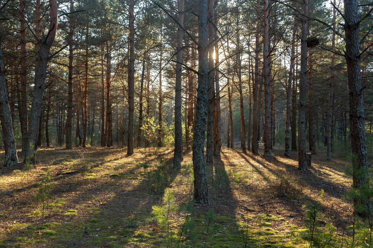 Перекликаясь с солнцем. - Сергей Татаринов Перекликаясь с солнцем. - Сергей Татаринов